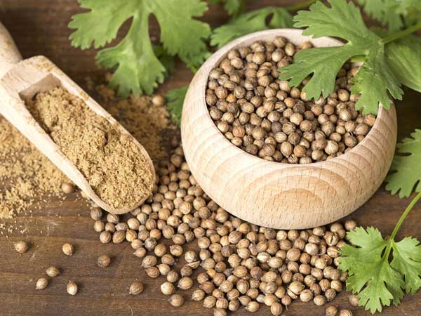 Coriander