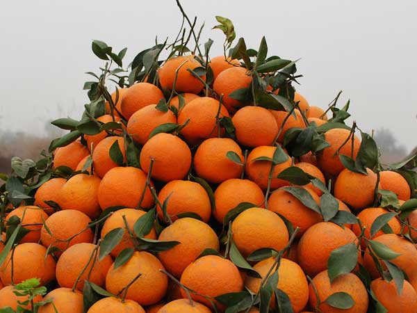 Oranges / Kinnow