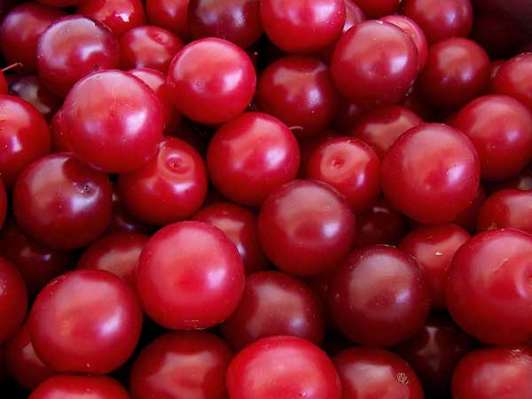 Plum