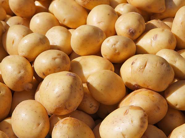 Potato