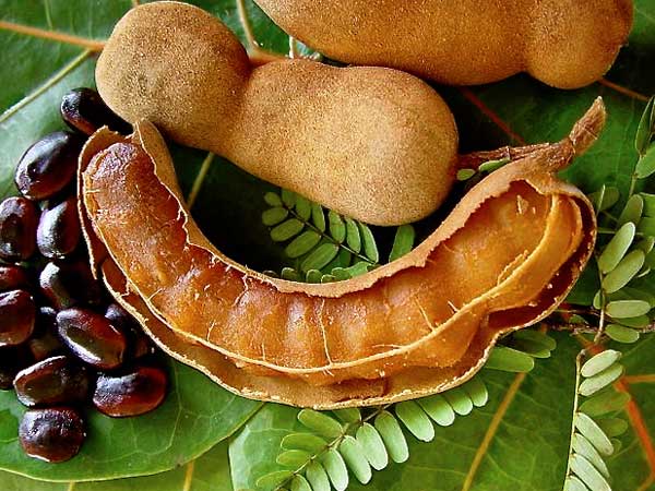 Tamarind