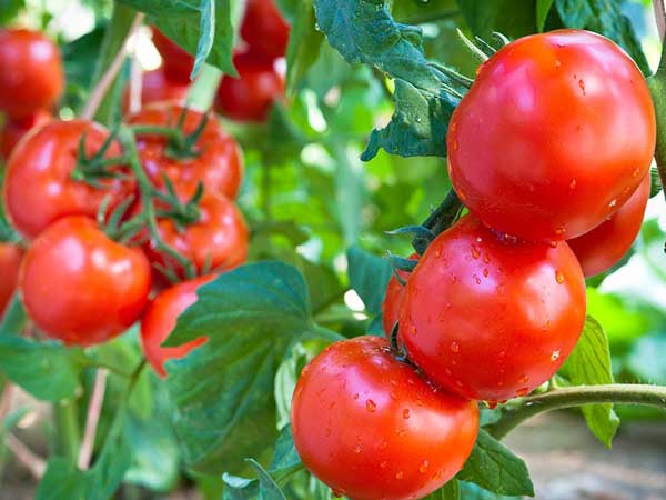 Tomato